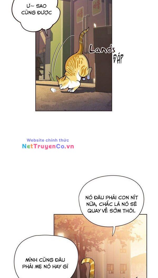 Hoá Thân Thành Mèo - Chap 13